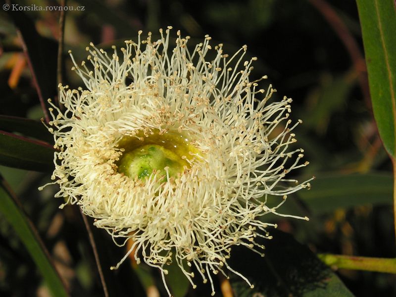 korsika-eukalyptus-kvet.jpg
