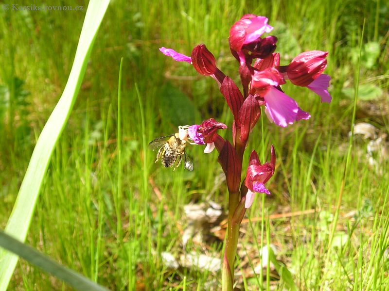 korsika-orchidej.jpg