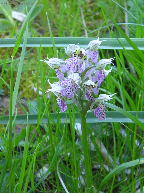 korsika-orchidej-2.jpg